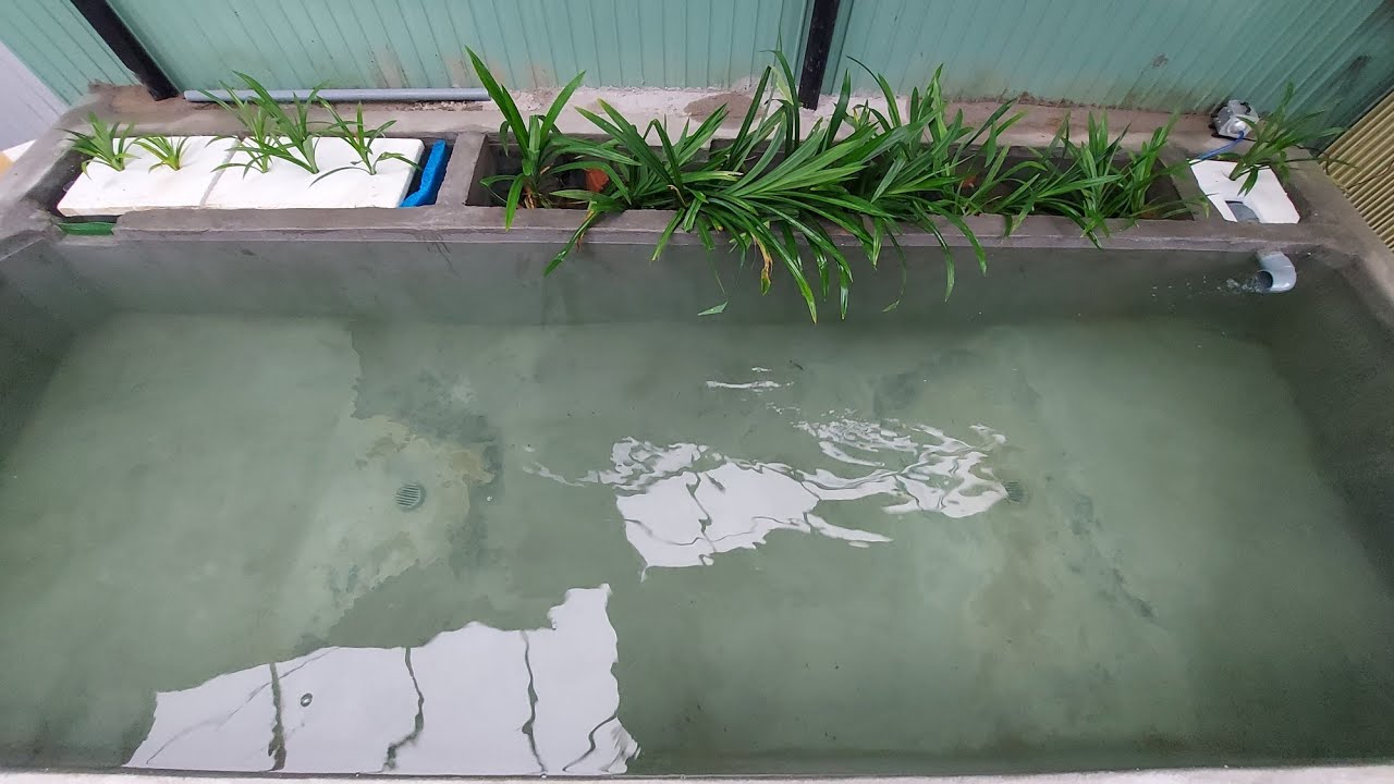 part 1: DIY koi pond/ tự làm hồ koi lọc phương pháp tự nhiên vuông gọn dùng bơm khí airlift.