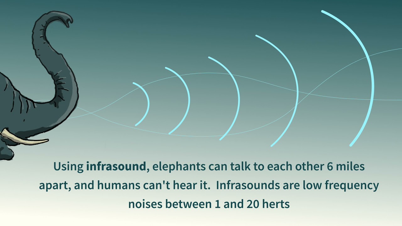 Elephant Rumble | Sound of the Week