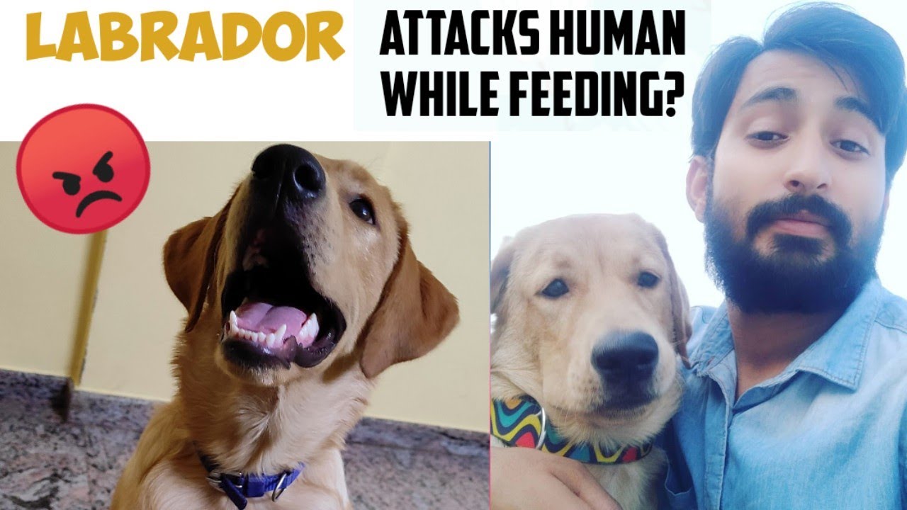 Dog attacks owner ll How to stop dog attack while feeding