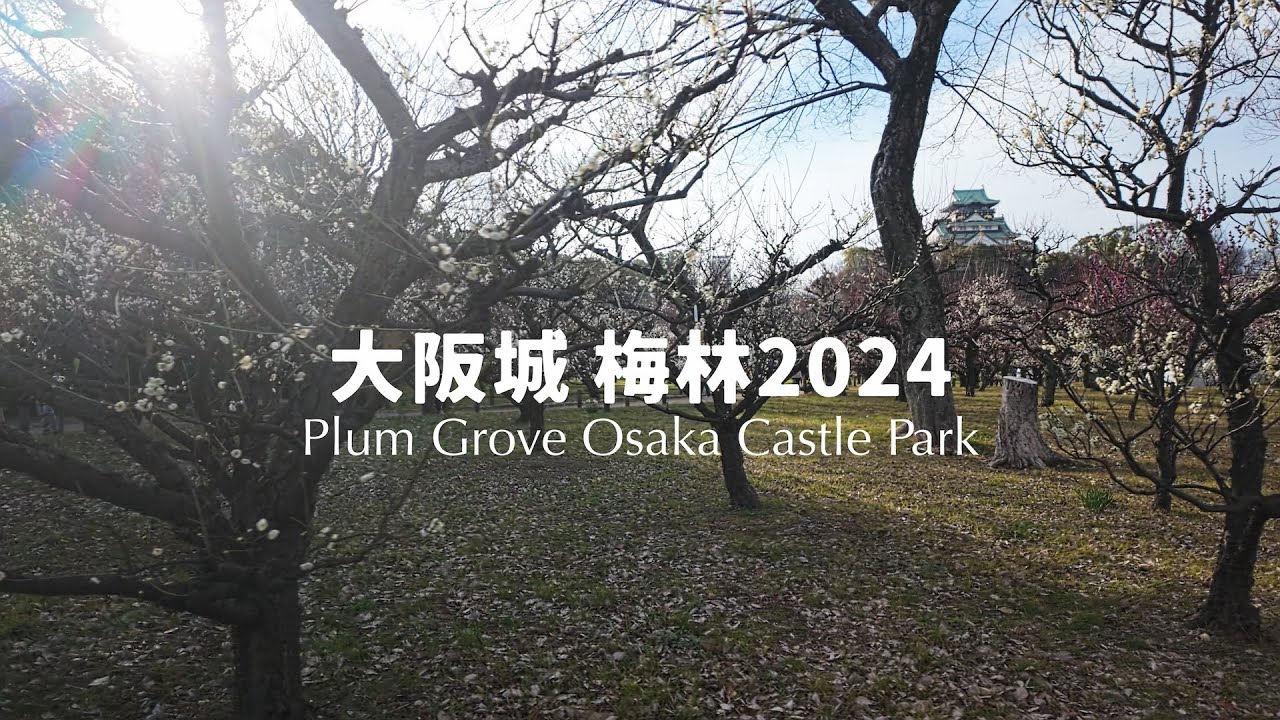 大阪城 梅林 2024 Osaka Castle Plum Grove [4k]