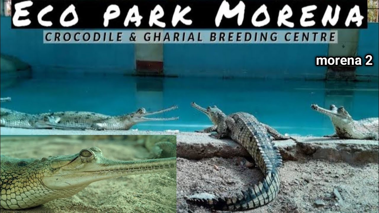 Crocodile & Gharial Breeding Centre serves facility dedicated to breeding and rehabilitating Morena