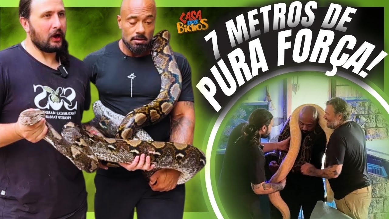 😱 Balestrin Encarando as COBRAS GIGANTES dentro da Casa dos Bichos!