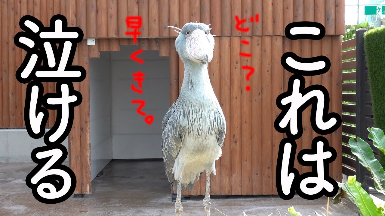 大好きな飼育員さんを必死に探すハシビロコウふたばちゃん(泣)【春のふたば33】spring futaba33 Futaba,the Shoebill ハシビロコウふたば　掛川花鳥園  2023年4月