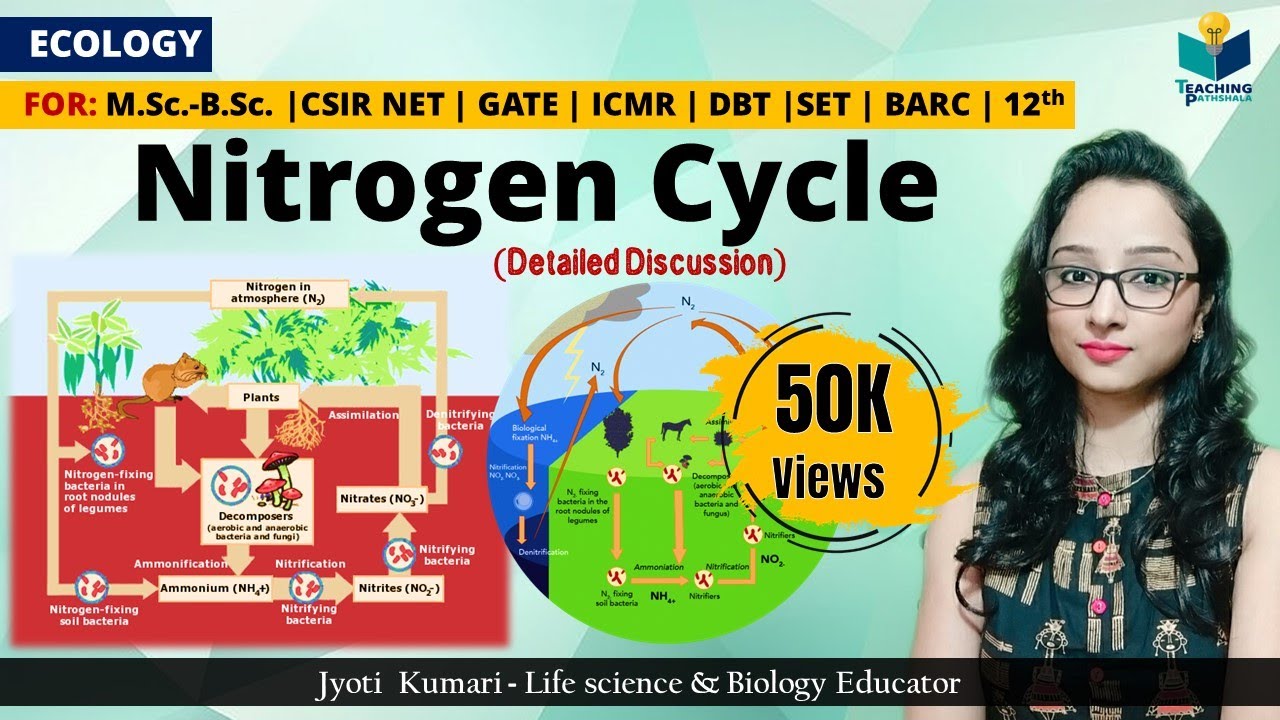 Nitrogen Cycle (in Hindi)| Biogeochemical Cycle ||  Ecology | Teaching Pathshala