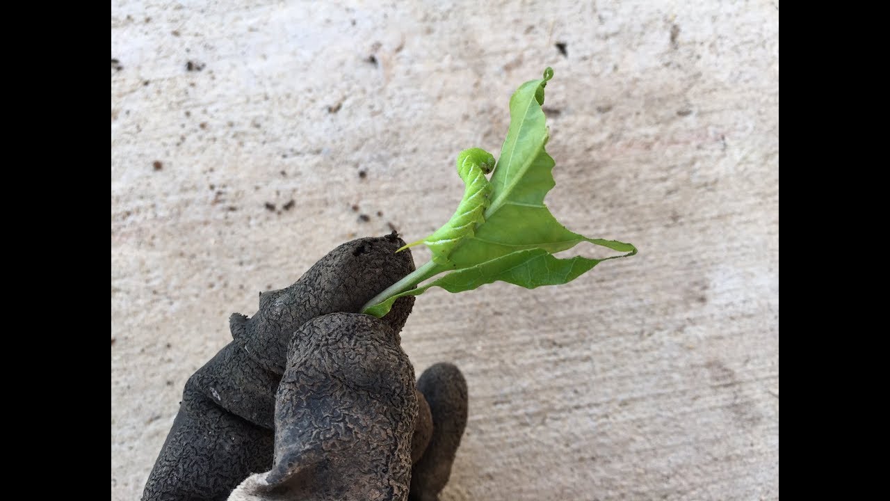 How I Control Hornworms in My Garden