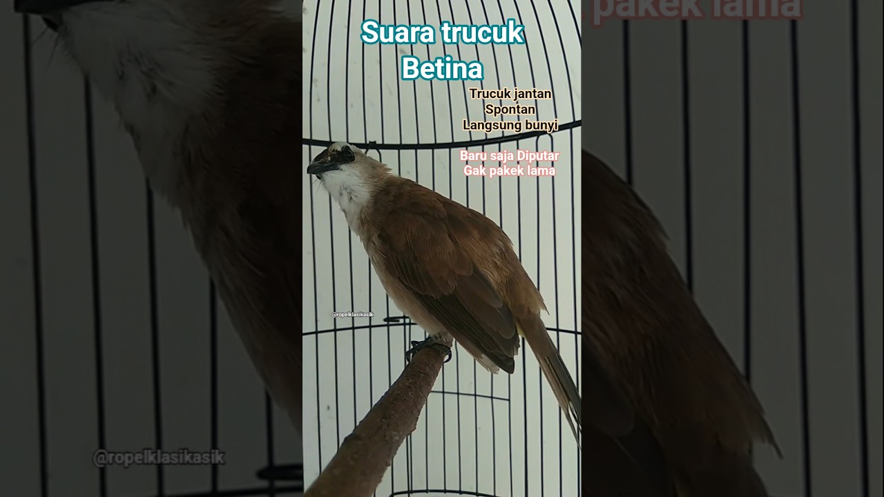 Suara trucuk betina memanggil jantan. #hobiburung #trucukangacor #suaratrucukbetina #memanggiljantan
