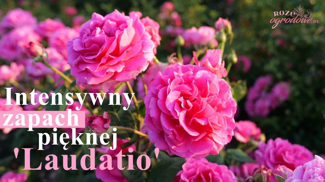 'Laudatio' - mocno pachnąca r&oacute;ża wielkokwiatowa z hodowli Noacka