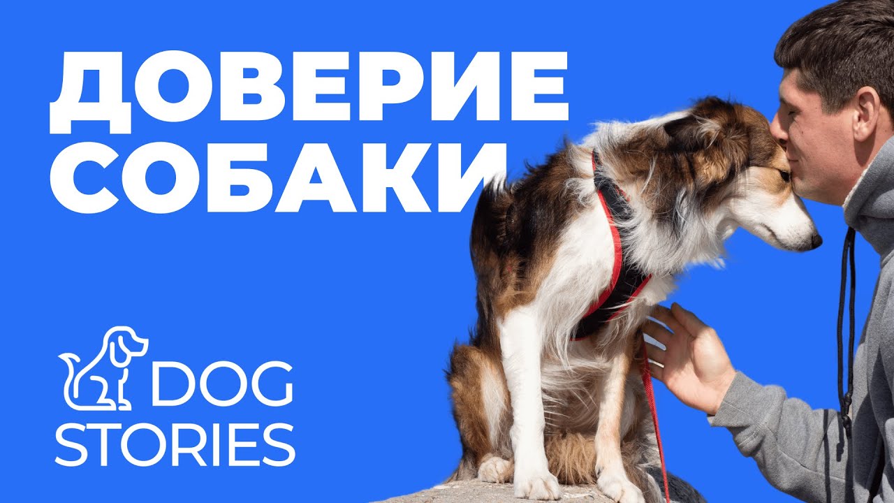 Как понять доверяет ли вам собака 🐕 Признаки, ошибки и работа с доверием
