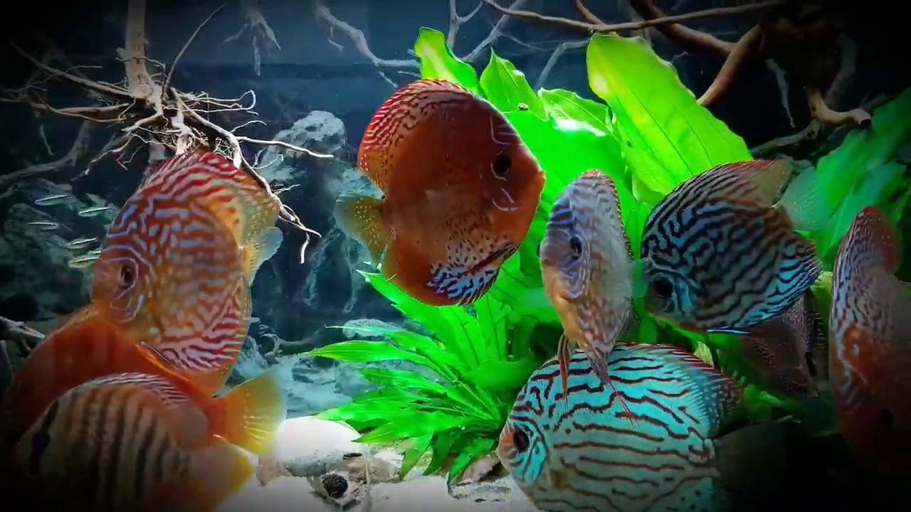 Stendker Discus in the Morninglight. Thanks again Reg Wilson (UK)