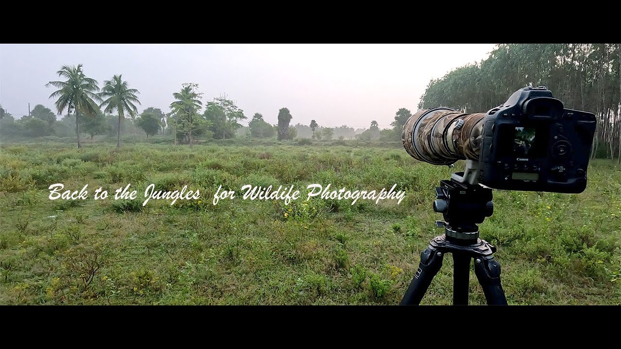 Back to Jungles for Wildlife Photography and Bird Photography #wildlifevlogs