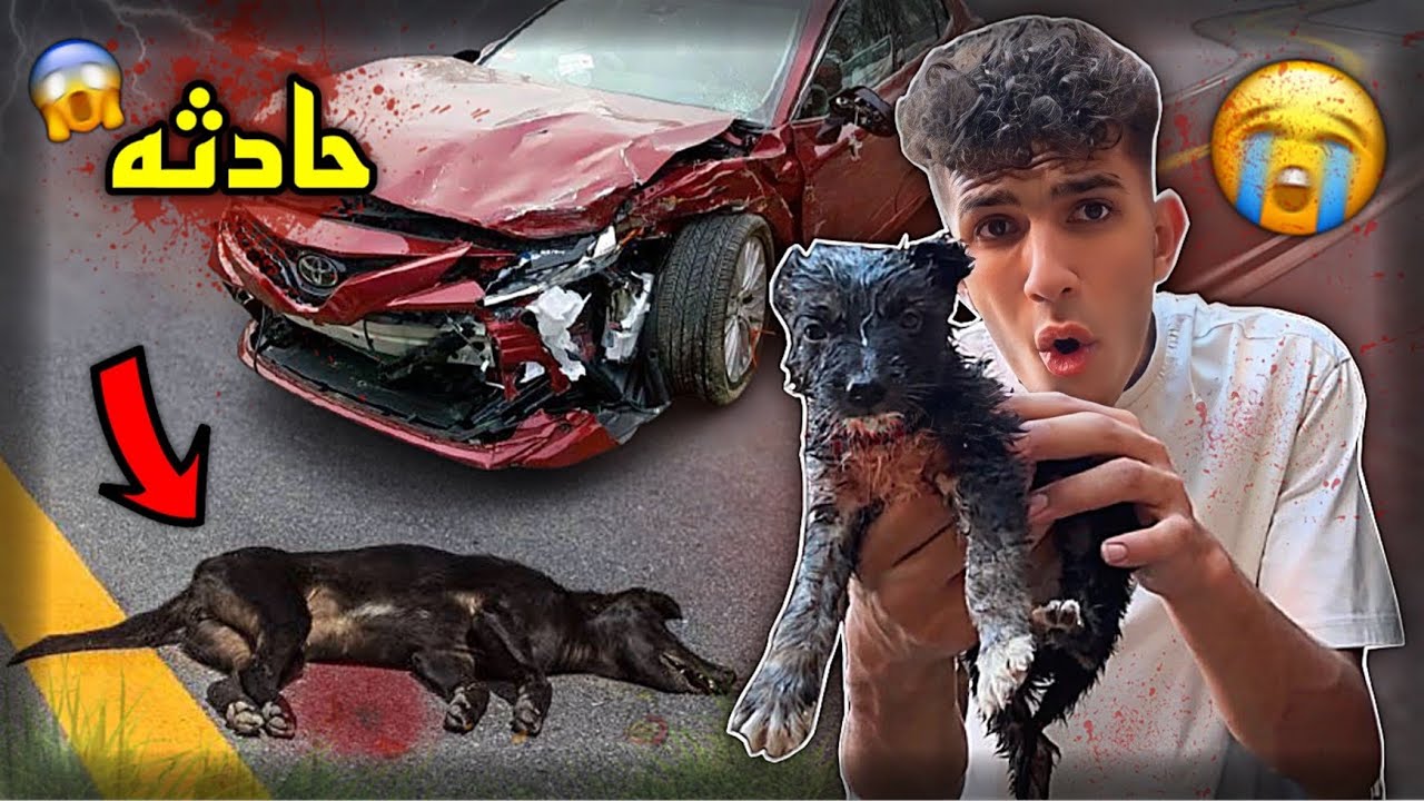 كلب رموه اصحابه علي طريق سريع | انقذته من العربيات 😱