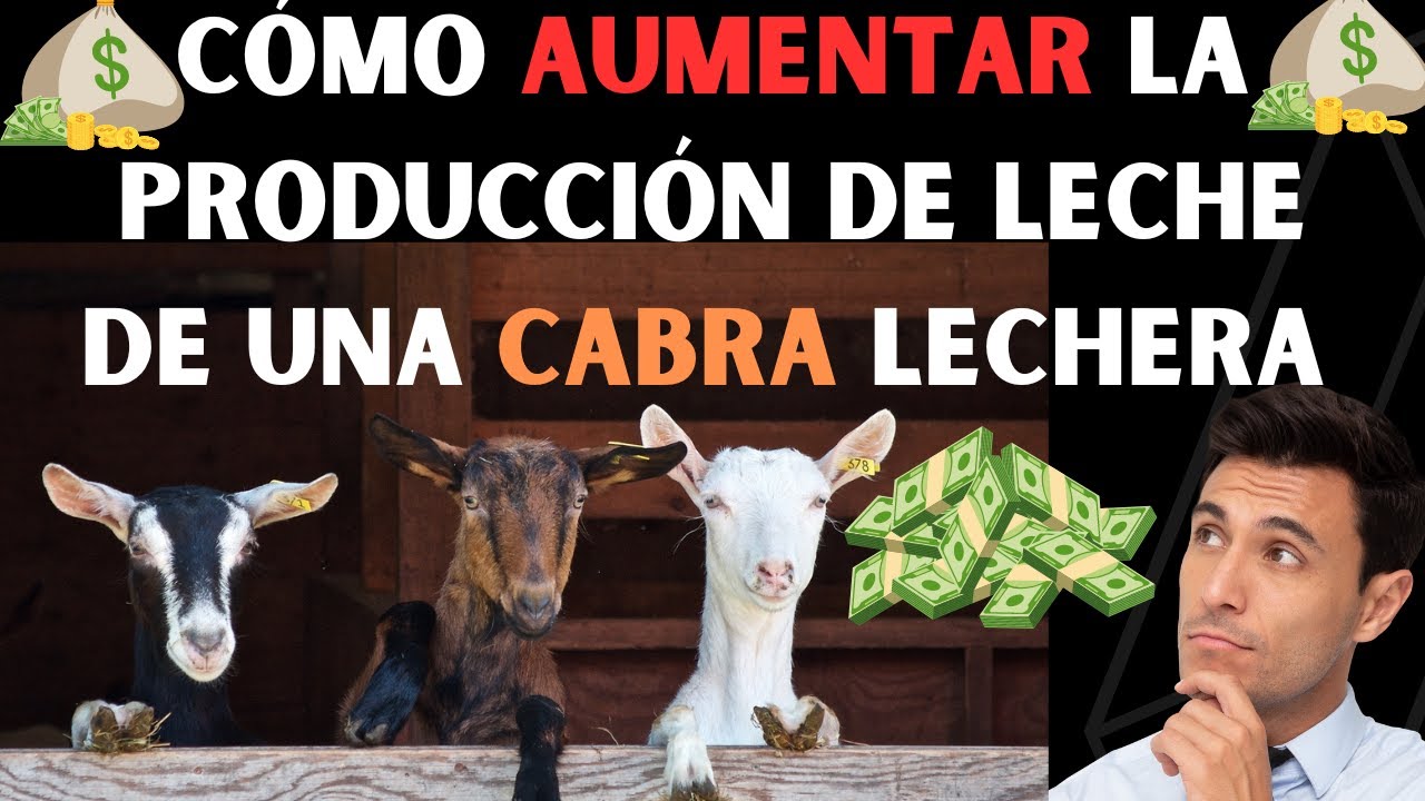 Secretos para aumentar la producci&oacute;n de leche de cabras