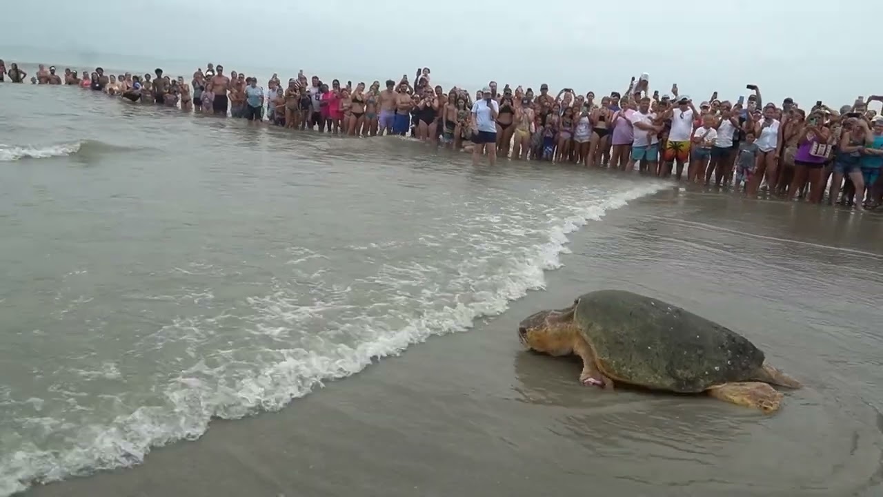 Releasing 375-pound Bubba the Loggerhead Sea Turtle