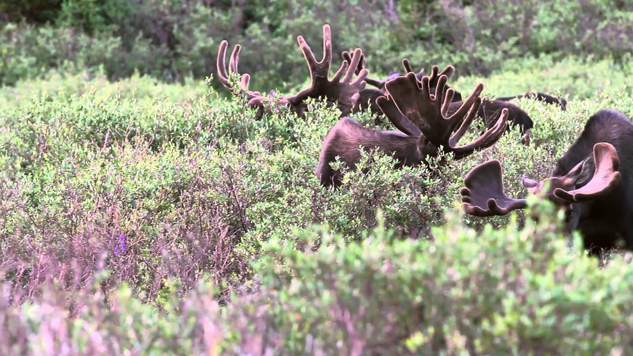 BIRTHDAY MOOSE HD