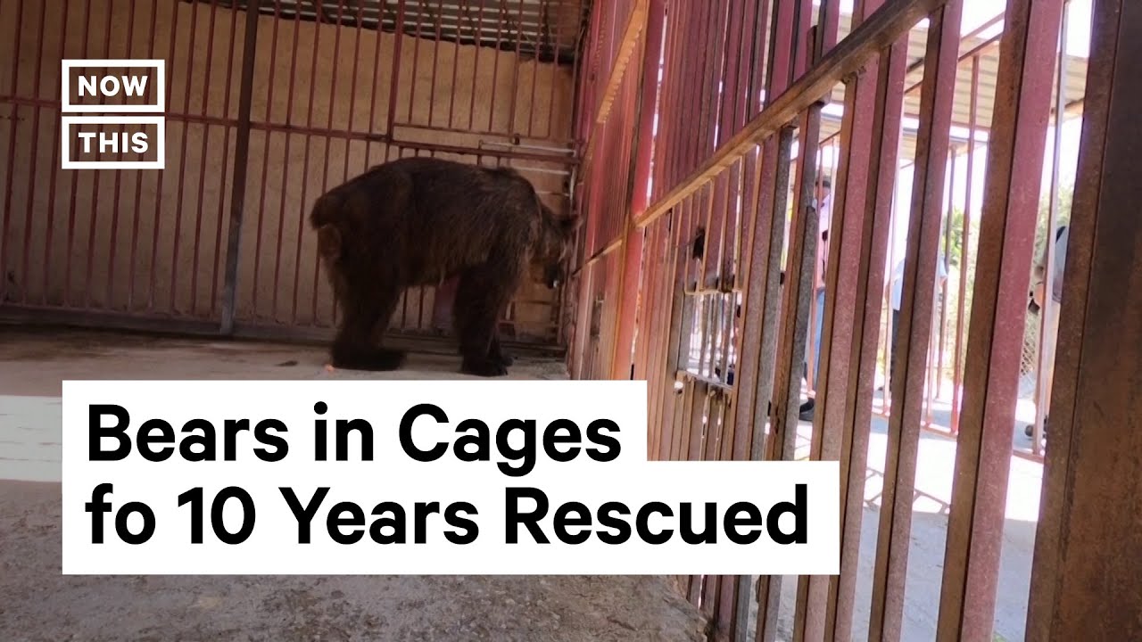 Syrian Bears Get Moved to Sanctuary in U.S.