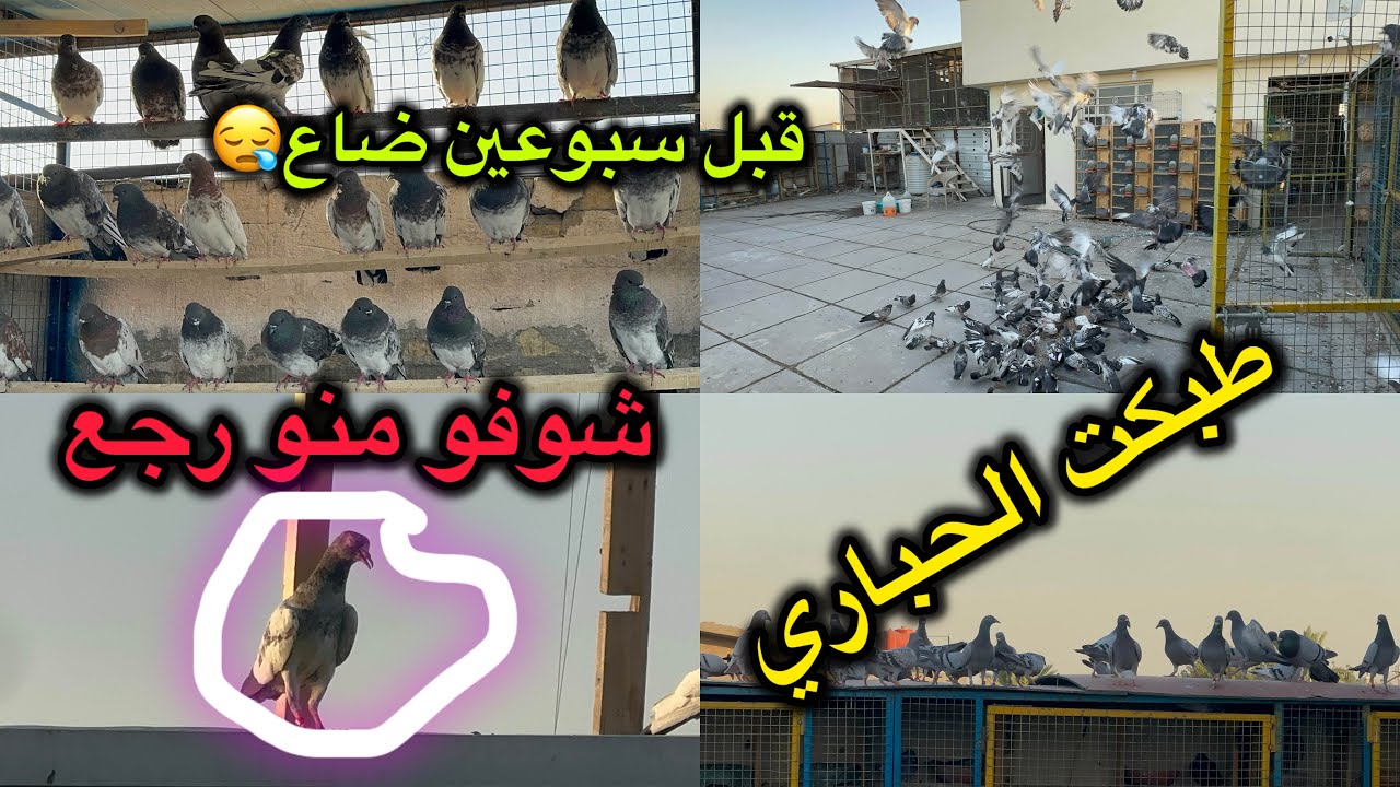 اخيرأ طبكت الطيور😓شوفو منو رجع😱