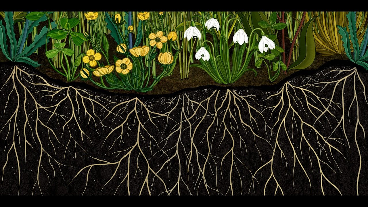 AMKK presents: Botanical animation 