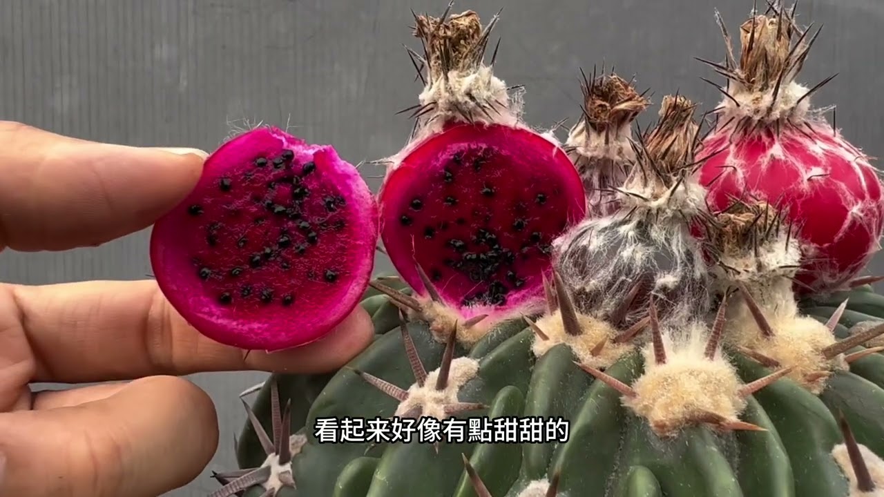 Cut a cactus fruit ｜凌波｜Echinocactus texensis-切果實🍒