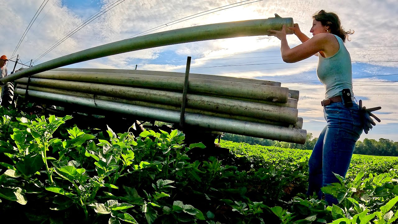 Irrigation Hustle Continues - Sun, Sweat & Progress On The Farm