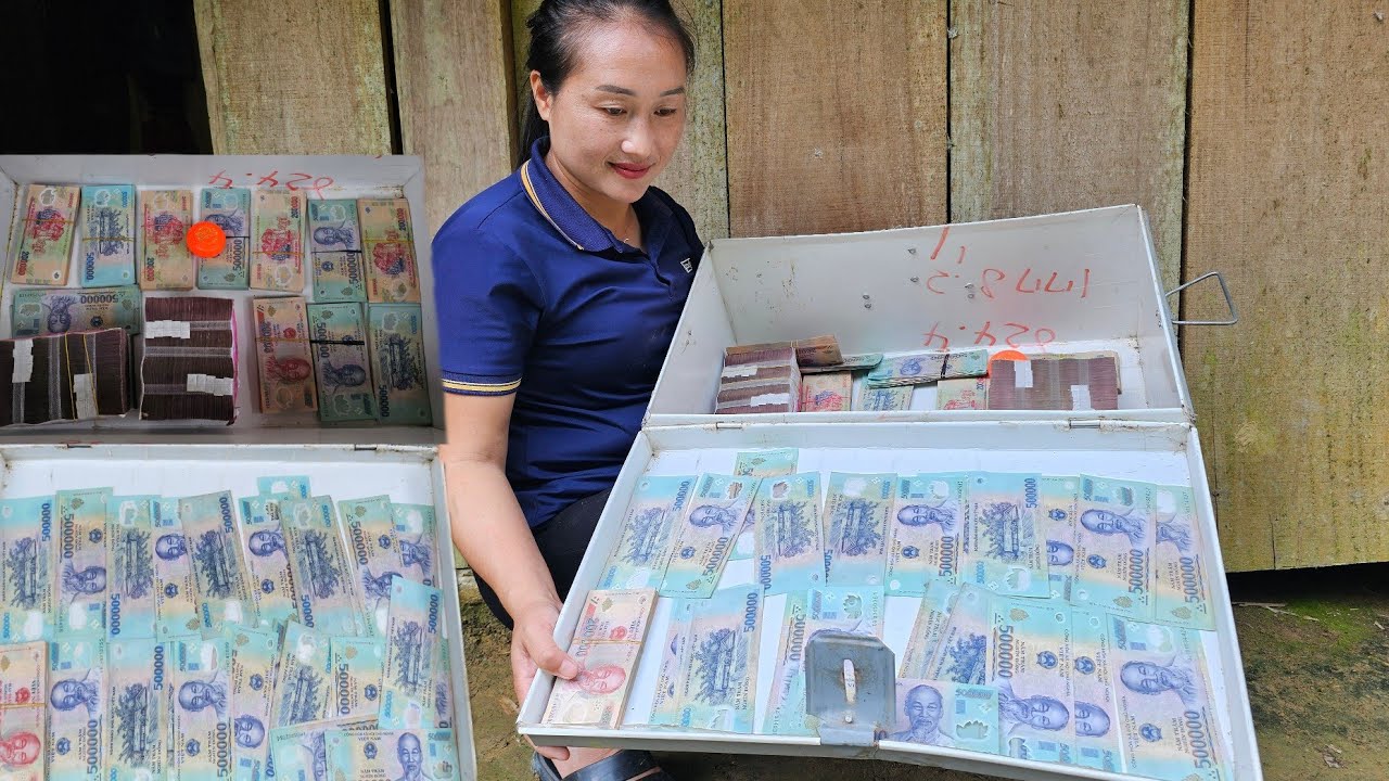 Собирайте фиолетовый сахарный тростник для продажи на рынке. Сколько денег сэкономил Тэм за годы ...