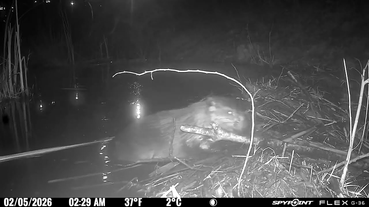Between Two Beaver Dams — Beavers, Mink, Egrets & Nutria