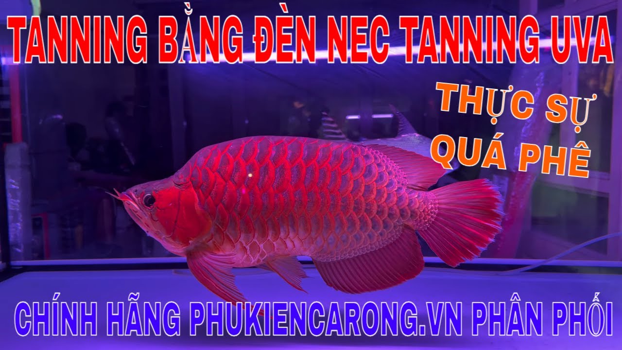 🔴TANNING HUYẾT LONG BẰNG ĐÈN HUỲNH QUANG NEC TANNING UVA CHÍNH HÃNG PHUKIENCARONG.VN | QUÁ PHÊ LUÔN