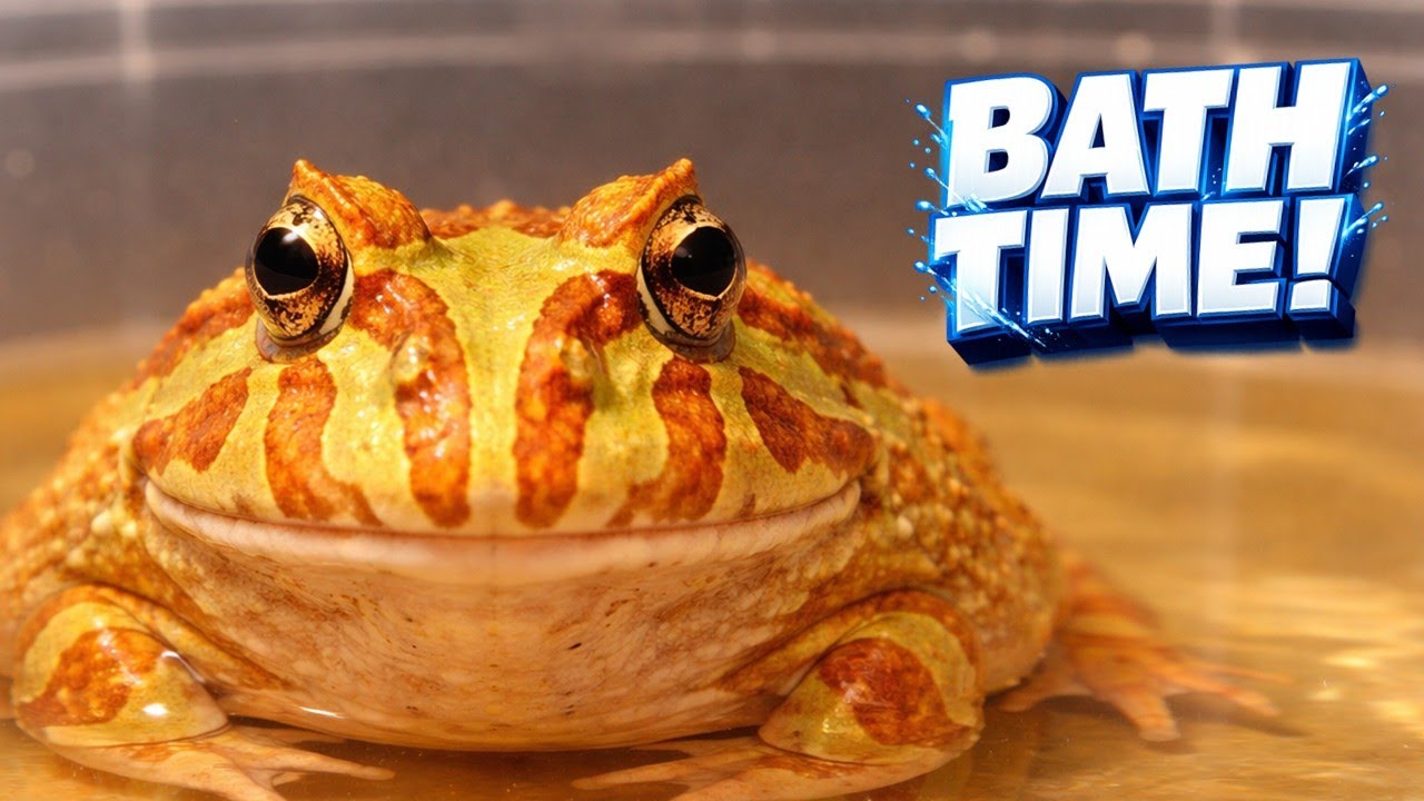 How to Bathe Your Pacman Frog in Honey!