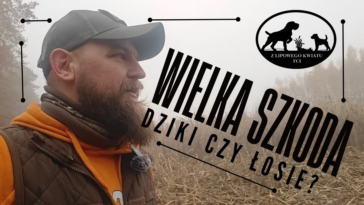Wielka szkoda w uprawie kukurydzy. Szacowanie szkody.