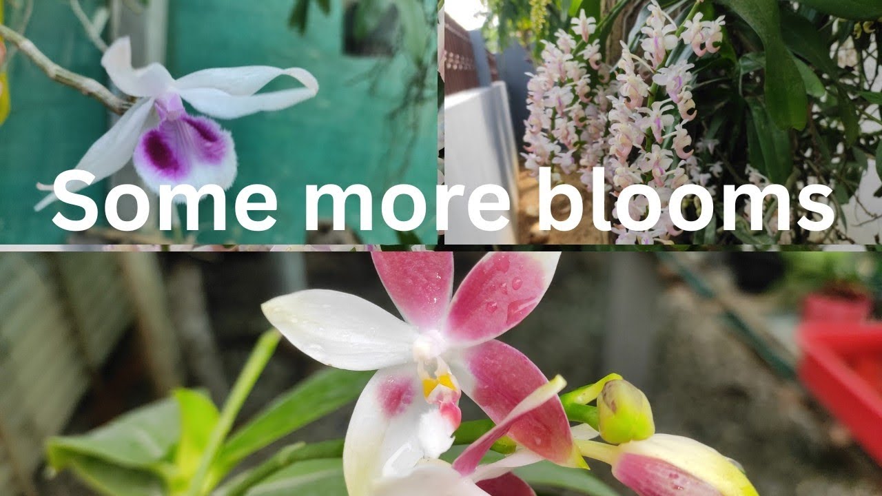 Some more orchids blooms #orchid #orchidcare