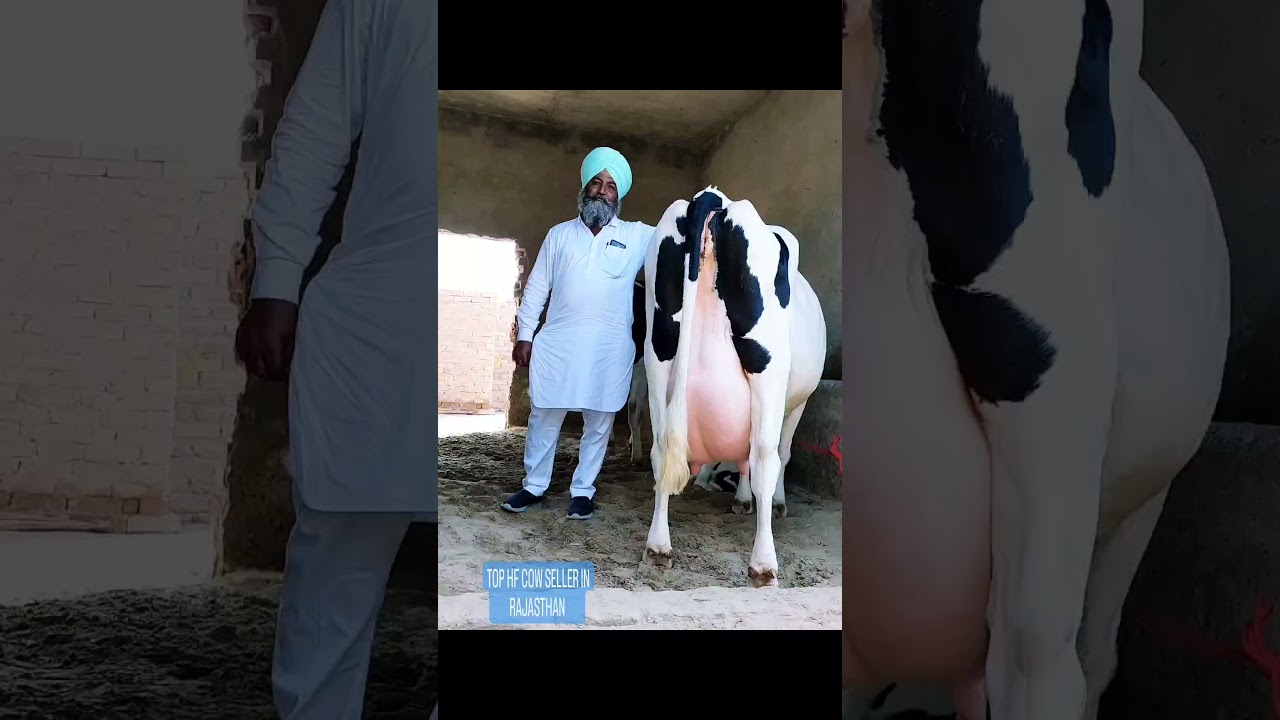 TOP HF COW SELLER FARM IN RAJASTHAN (SATGURU DAIRY FARM)