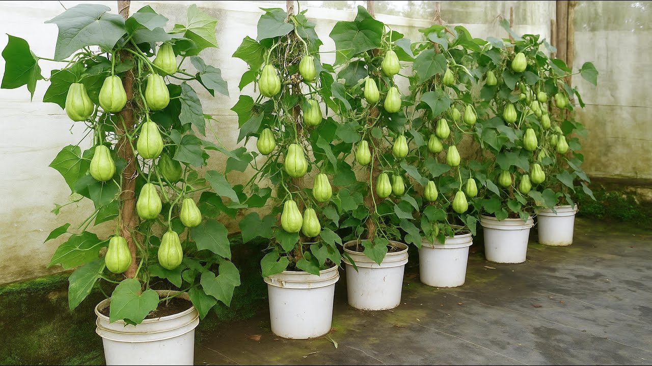 Propagating chayote with water - Method of growing chayote for quick harvest