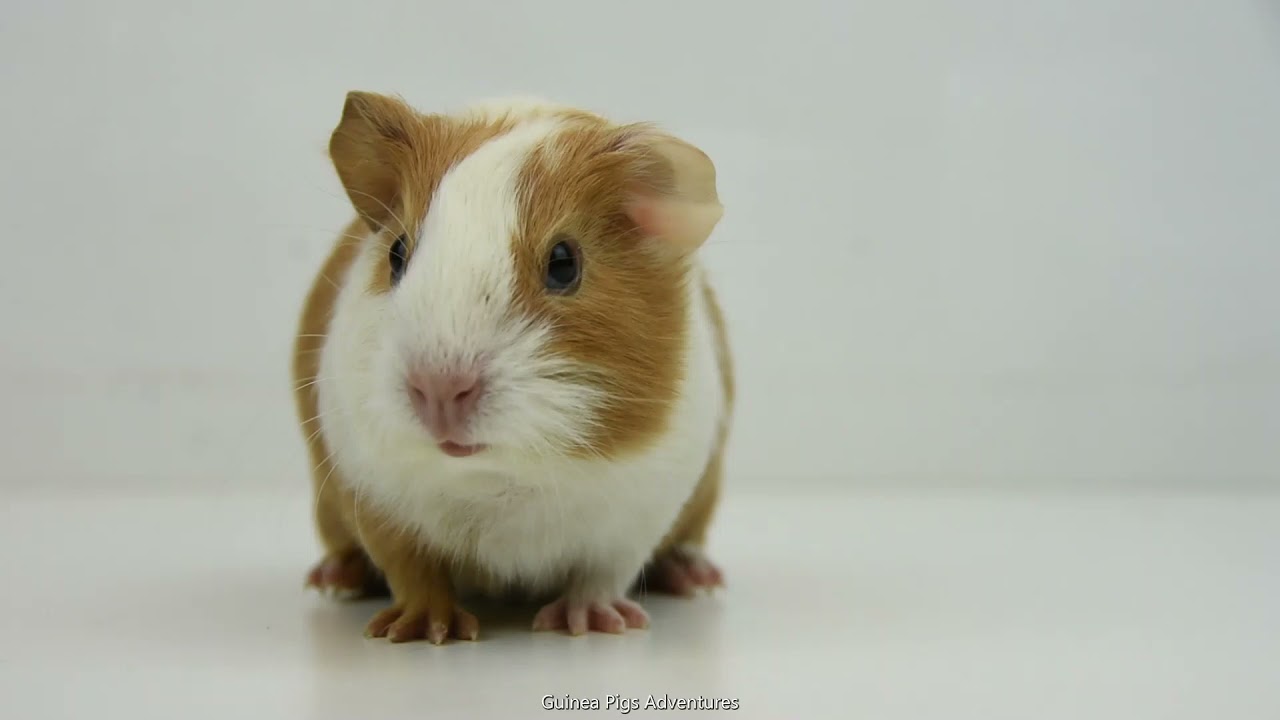 Wheek wheek!