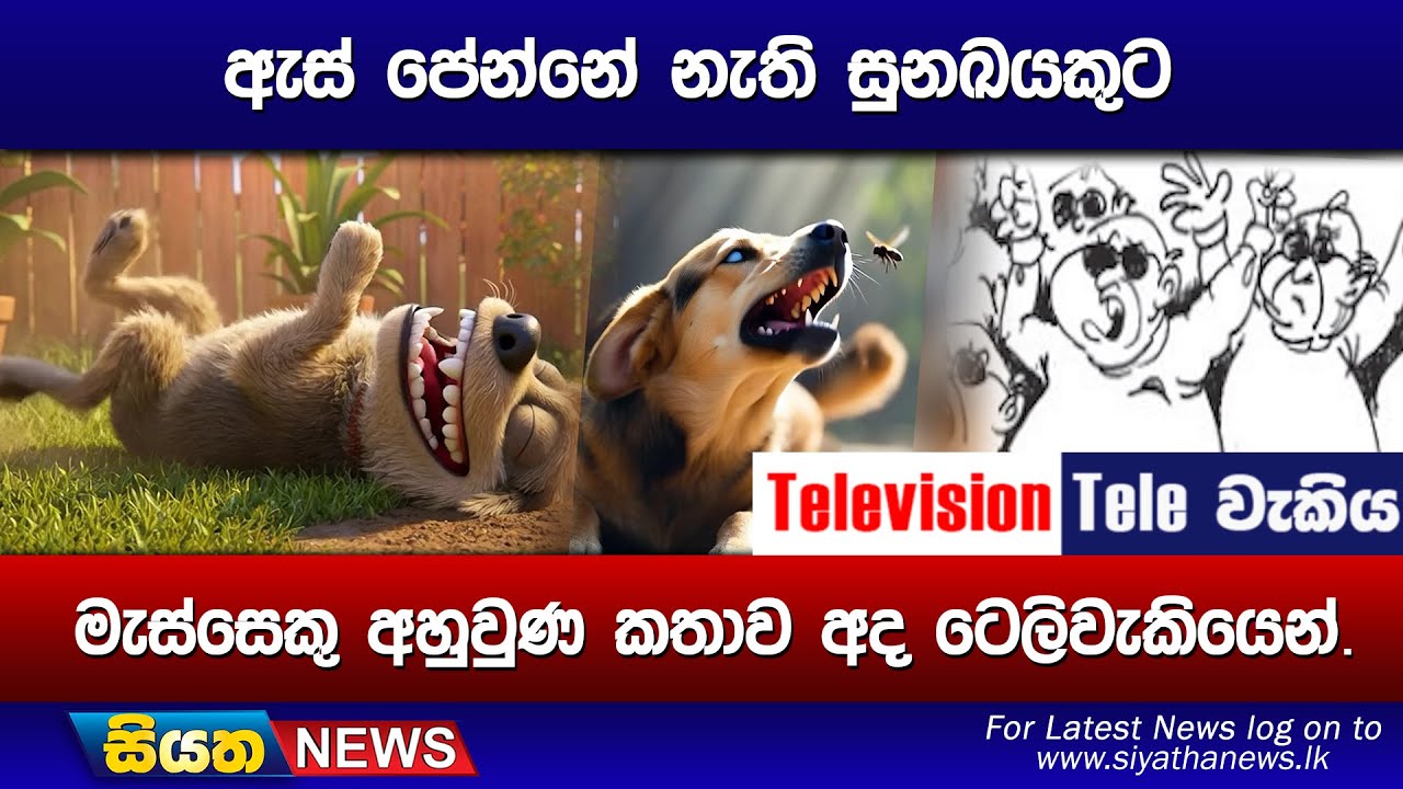 ඇස් පේන්නේ නැති සුනඛයකුට, මැස්සෙකු අහුවුණ කතාව