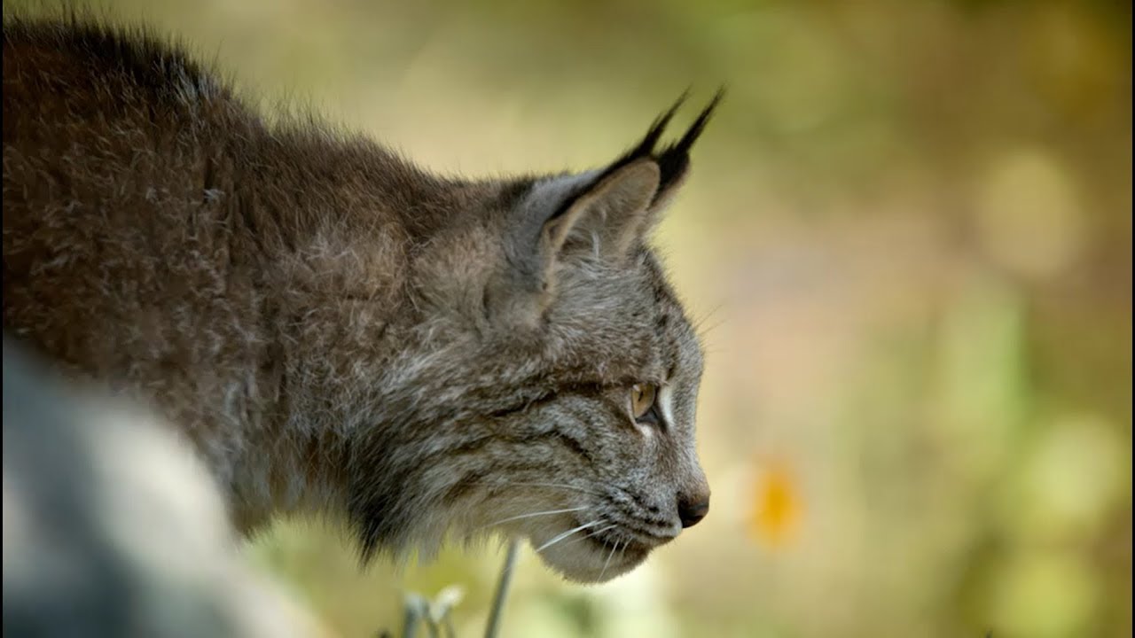 Discover Meat-Rich Blue Wilderness for cats