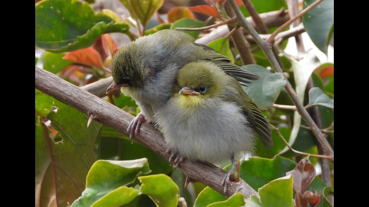 Cape White-eye fledgling's - Filmed by Greg Morgan