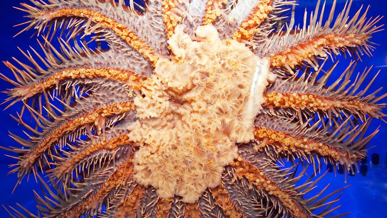 La couronne du Christ débarque, ça tourne mal - ZAPPING SAUVAGE