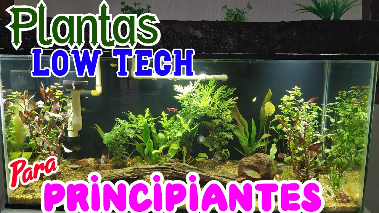 Que Plantas de bajos requerimientos  Puedo tener  en mi  acuario - mitos de plantas Low Tech