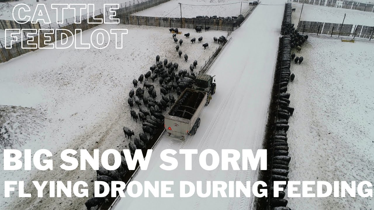 CATTLE FEEDLOT - FLYING DRONE AND FEEDING during BIG SNOW STORM