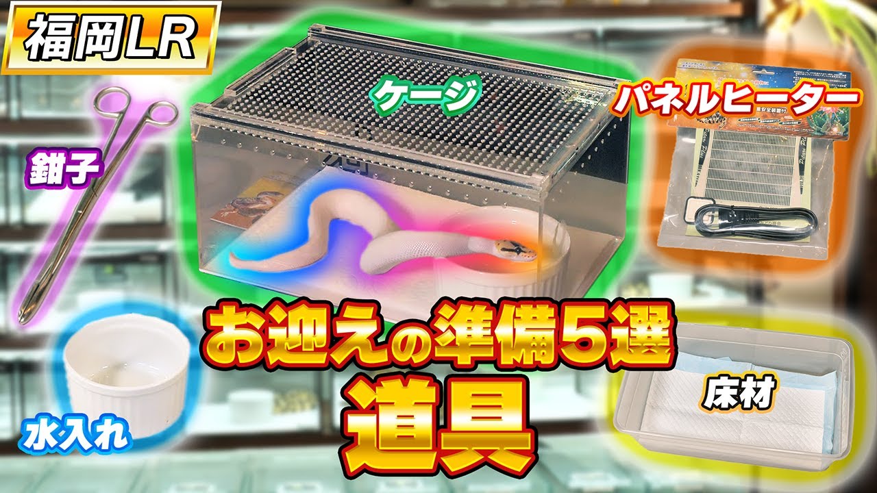 #54 ボールパイソンお迎え準備編
