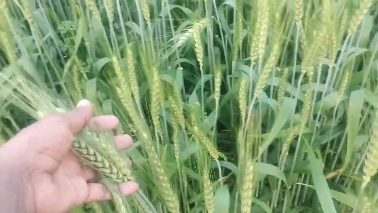 गेहूं में बाली निकलने पर आखिरी पानी कब और कैसे दे पूरी जानकारी
