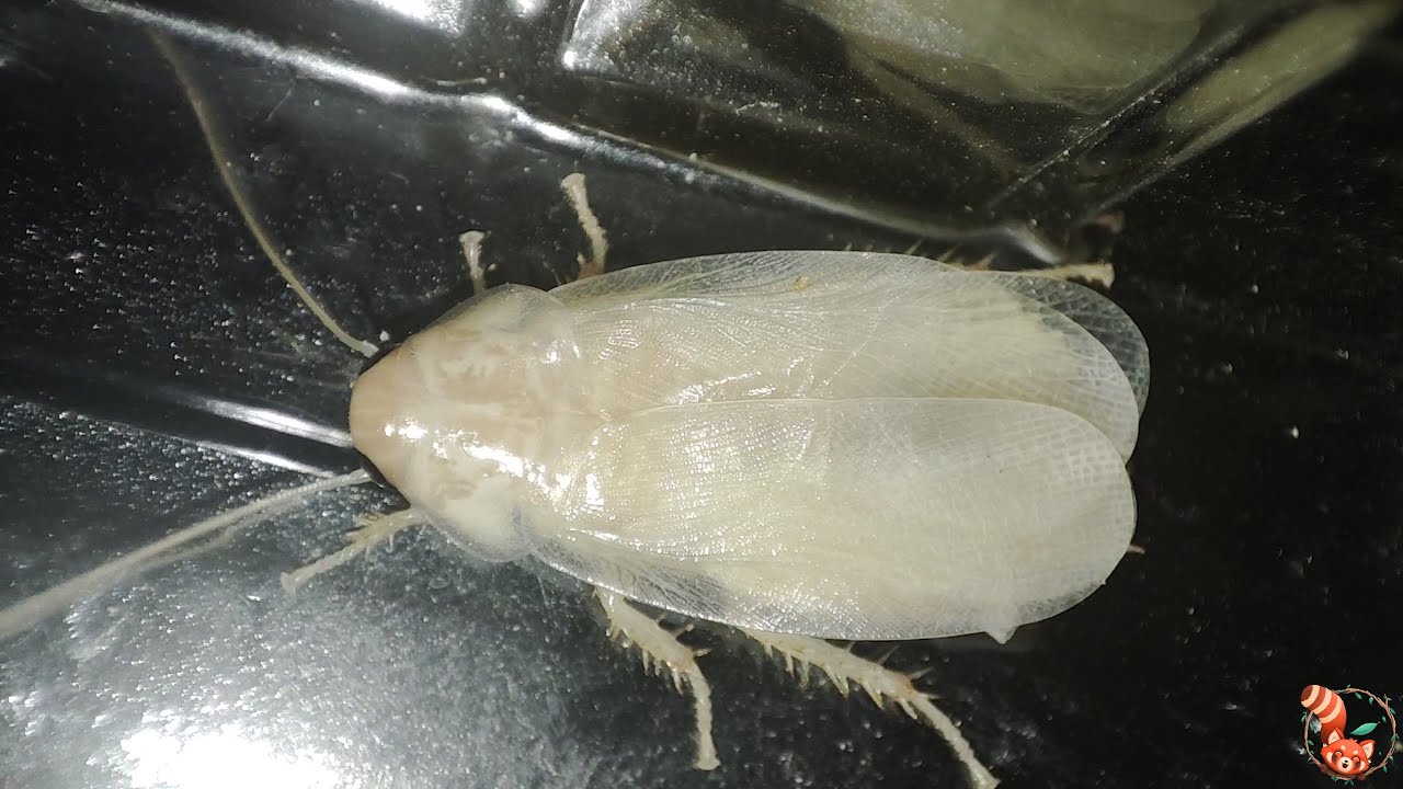 Cucaracha Lobster o Cenicienta (Nauphoeta cinerea) - Reprodución, cultivo, cuidados..etc