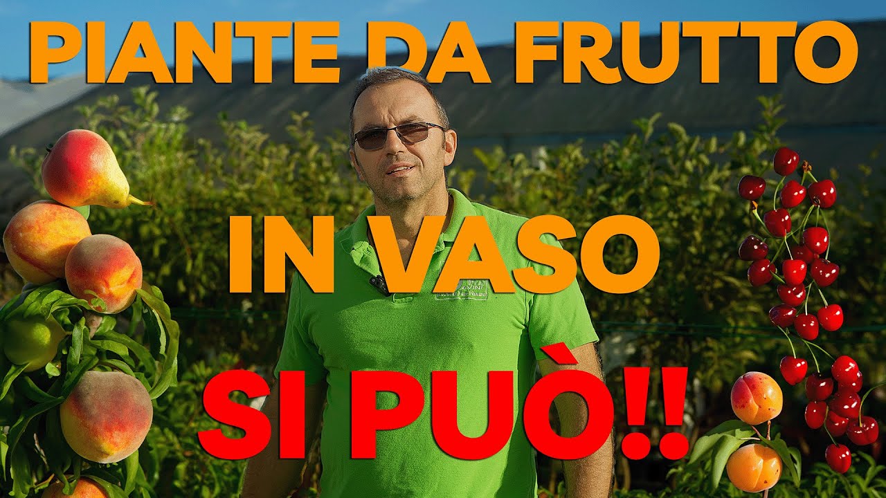 Coltivare Piante da Frutto in Vaso: Un giardino di GUSTO su piccola Scala