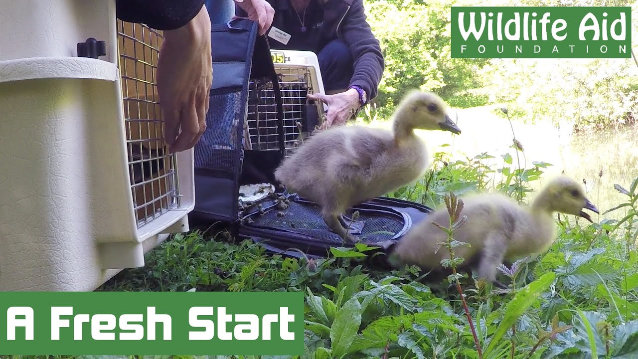 Canada goose family gets lost!