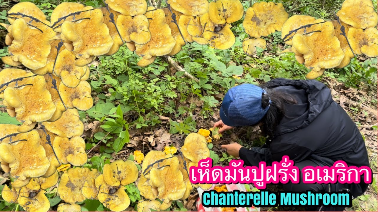 เก็บเห็ดมันปูฝรั่งล่าสุด 2024 ป๊าด‼️ขึ้นรอบวงตื่นเต้นสุดๆ Chanterelle Mushroom อเมริกา 🇺🇸 นิวยอร์ก