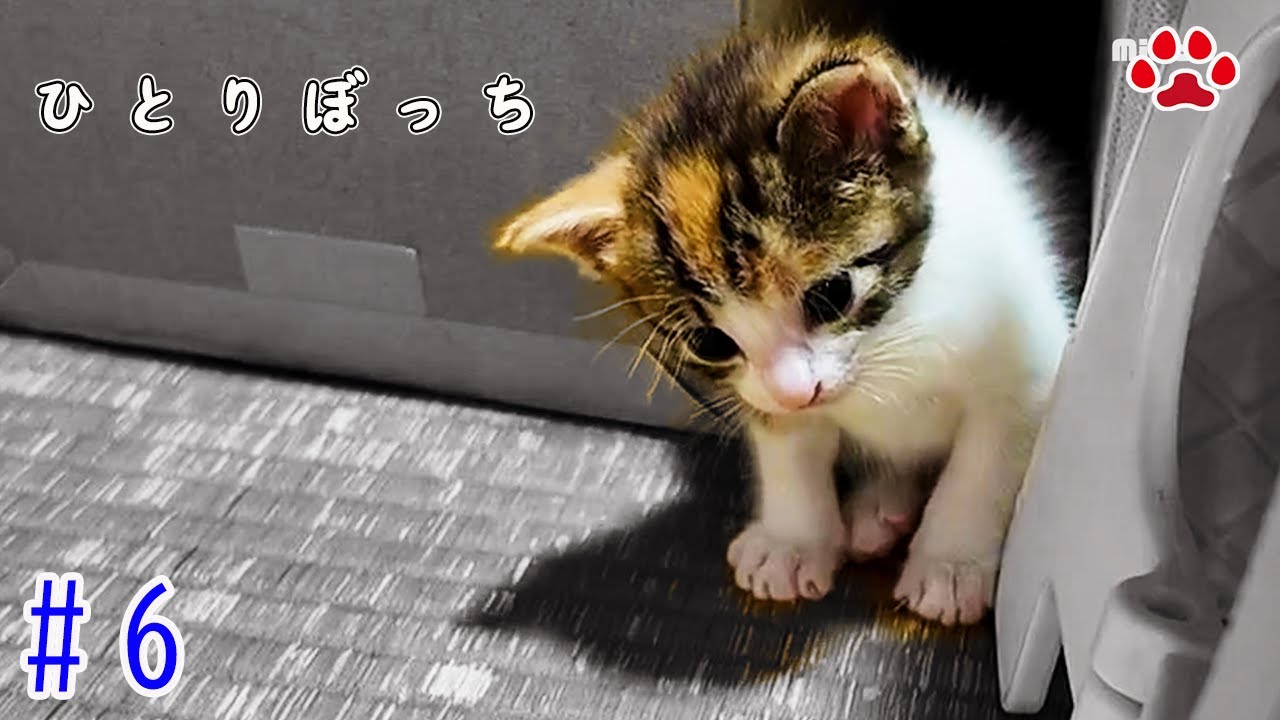 激オコ！耳吸い子猫モカ、ラテのシャンプー効果は何時間？【瀬戸の3兄弟】