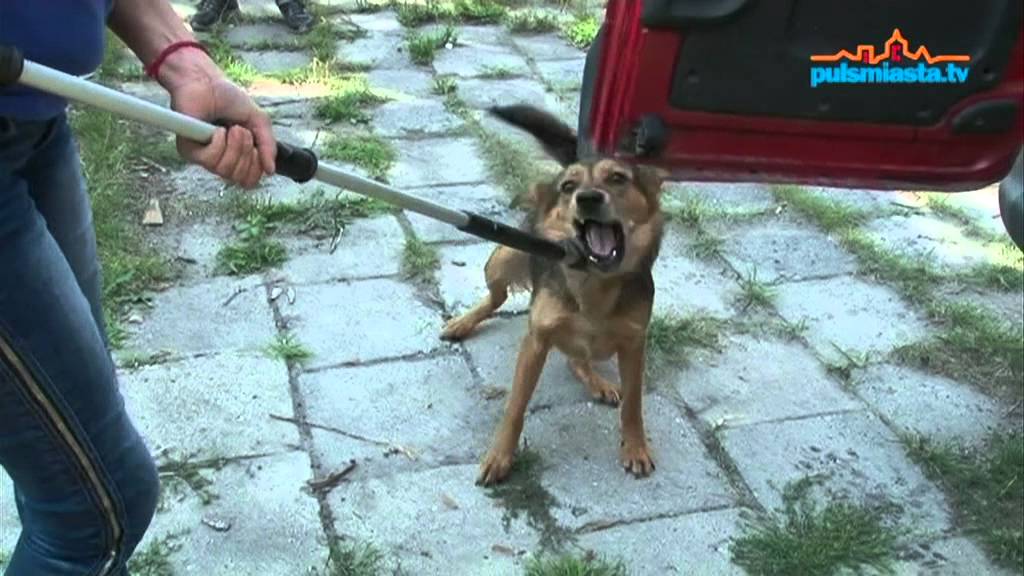 Agresywne psy zagrażają hodowli  - www.pulsmiasta.tv