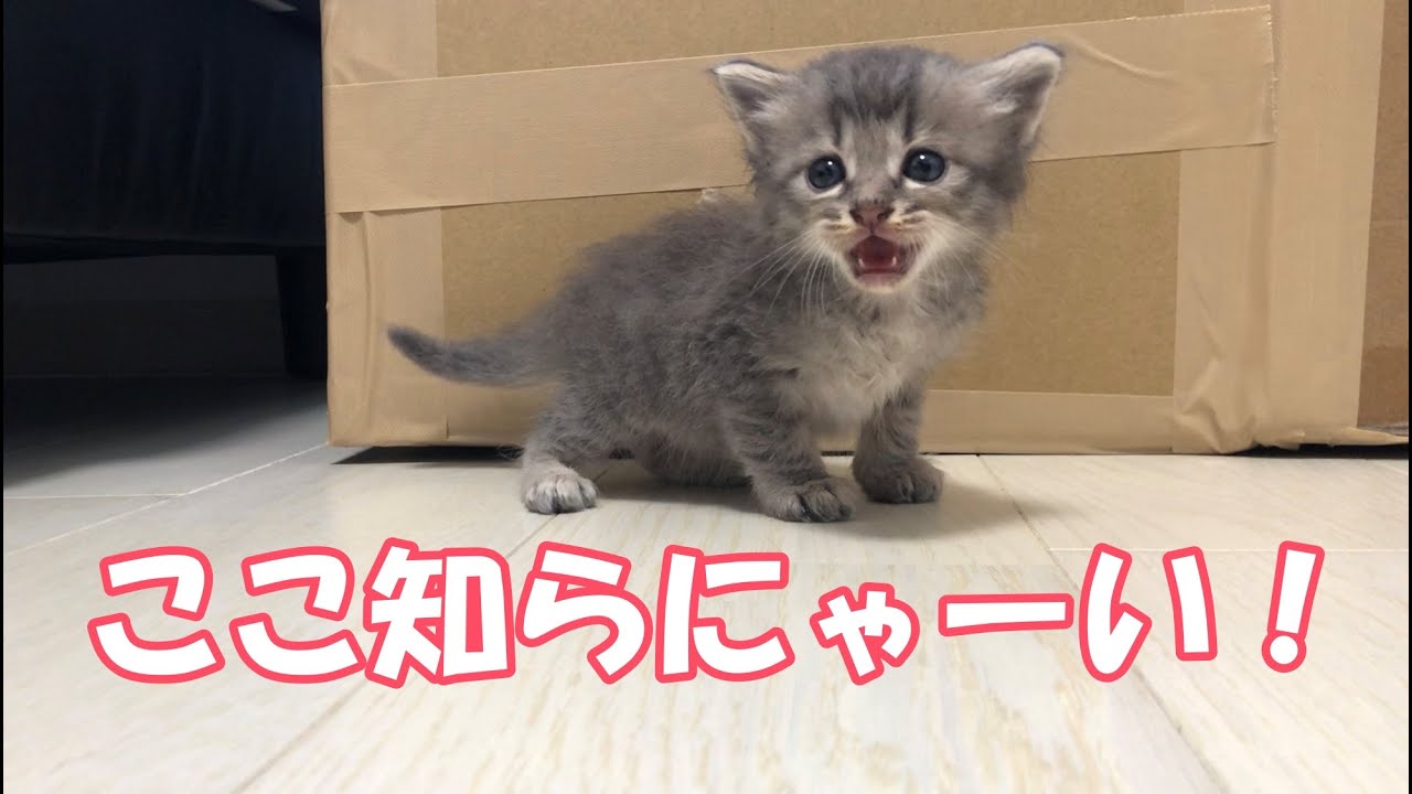 おしゃべりな子猫が知らない部屋を探検した様子がこちら（笑）