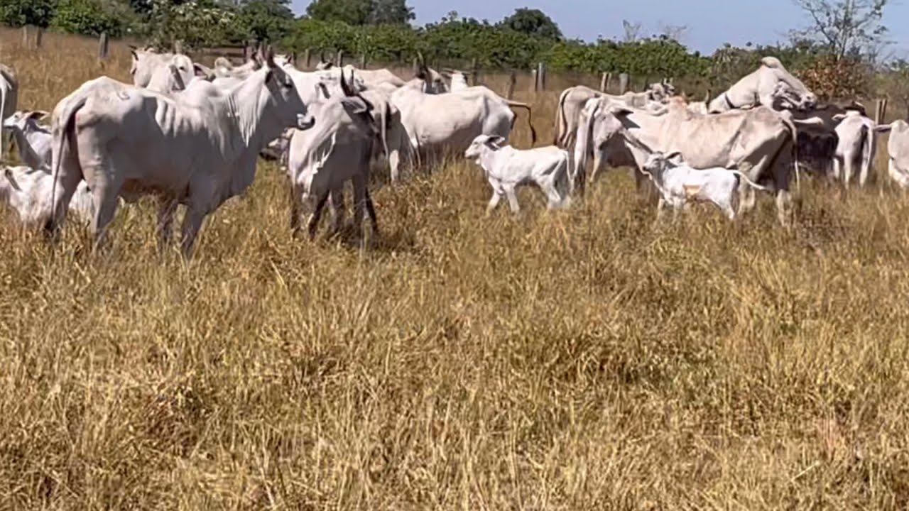 A import&acirc;ncia de reserva uma &aacute;rea de capim pra seca