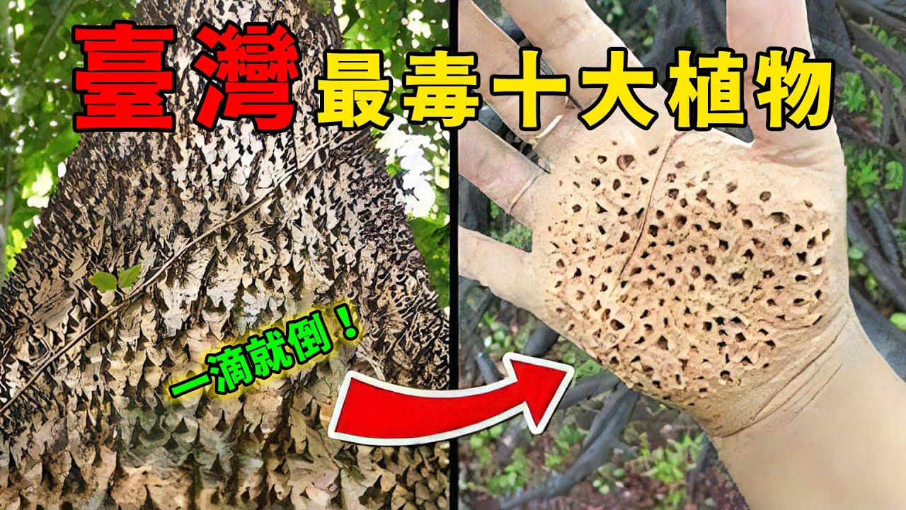 台灣最毒的10種常見植物！ 20顆種子能團滅全家只排第8，第一名聞一下就能喪命，堪稱全台毒王！