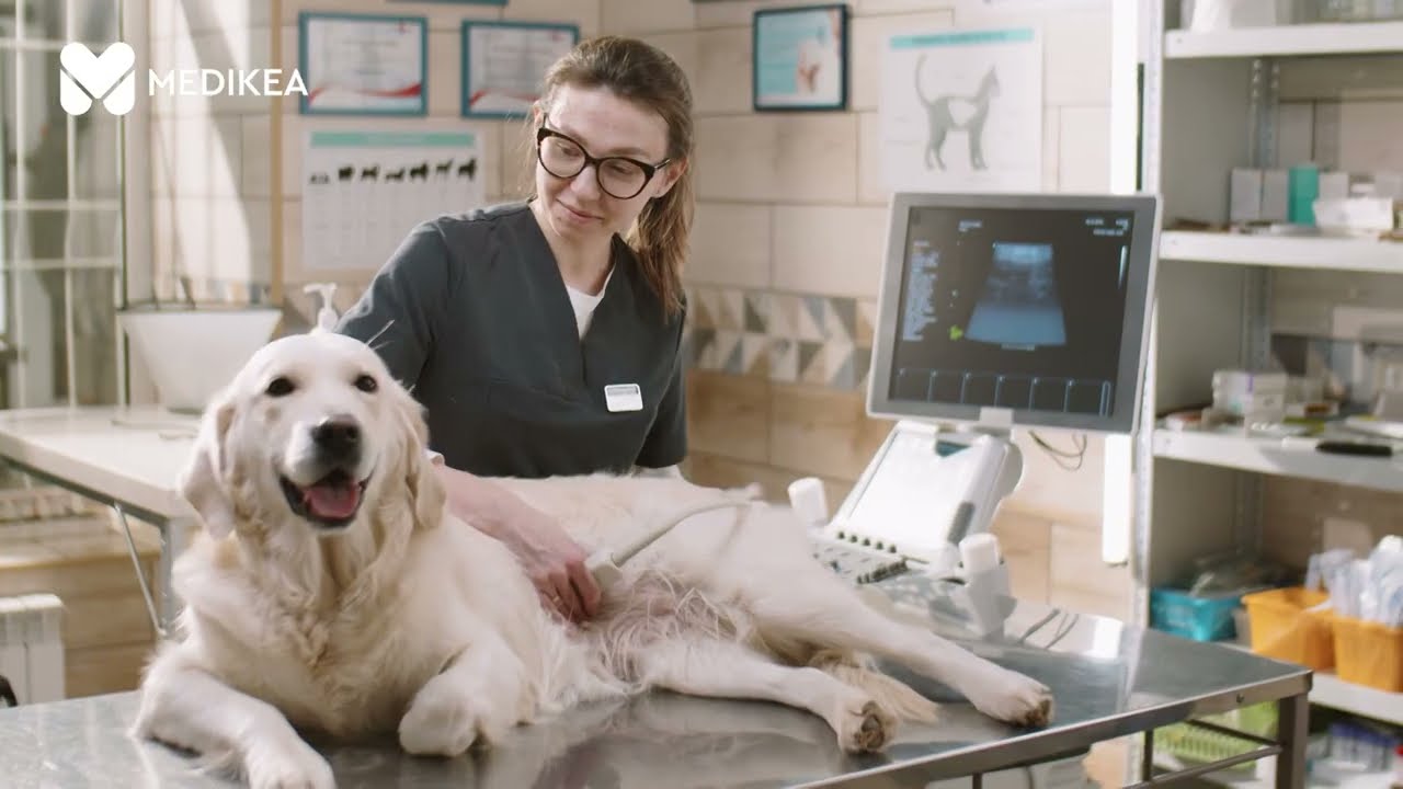 Cani, gatti e altri animali domestici: le regole della prevenzione per mantenerli in buona salute